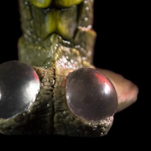 creature-cock-3