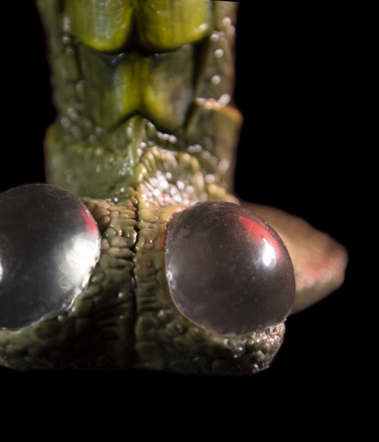 creature-cock-3